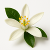 Orange Blossom