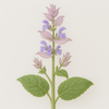 Clary Sage