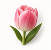 Pink Tulip