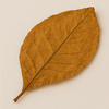 Tobacco Leaf