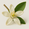 Tunisian Neroli