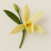 Vanilla Orchid