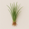 Vetiver