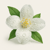 Water Jasmine