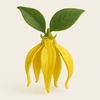 Ylang-Ylang
