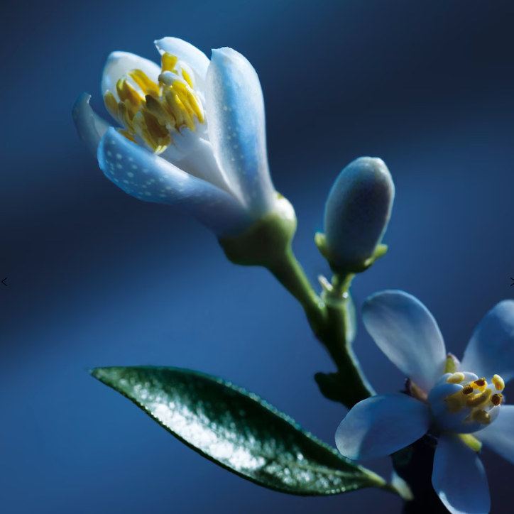 Chloé - Atelier des Fleurs Nuit d'Oranger