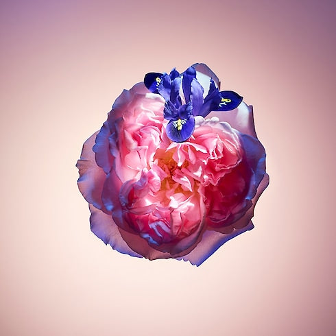 Louis Vuitton - Rose des Vents