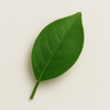 Mandarin Leaf