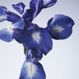 Armani - Iris Bleu