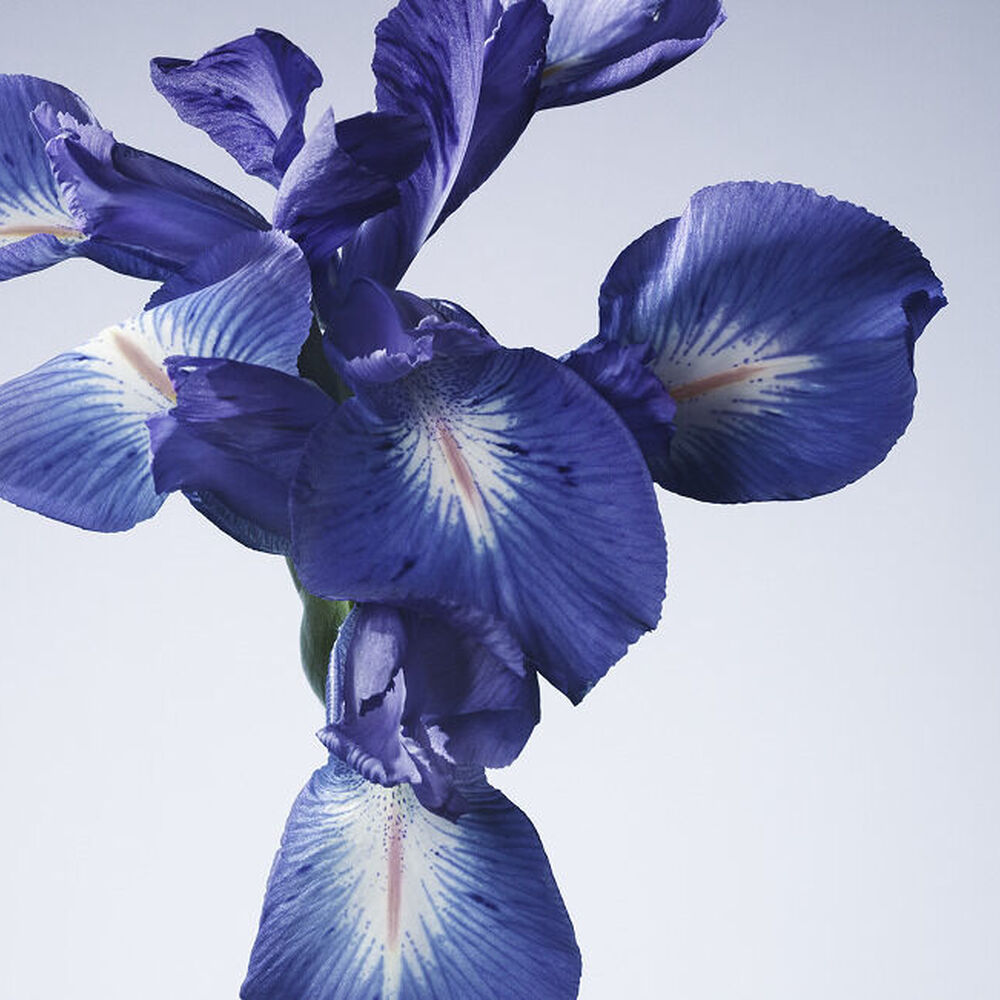 Armani - Iris Bleu